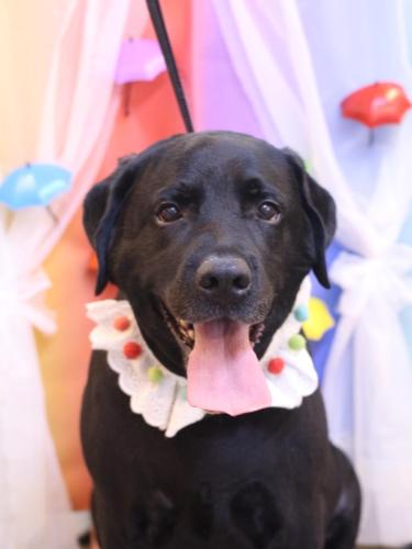 20230606こてつくん